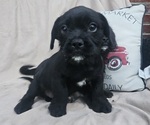 Small #1 French Bulldog-Shih Tzu Mix