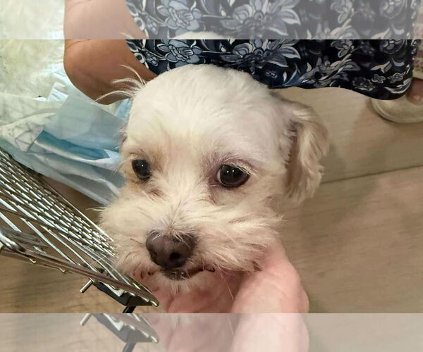 Medium Photo #2 Maltipoo Puppy For Sale in Princeton, MN, USA