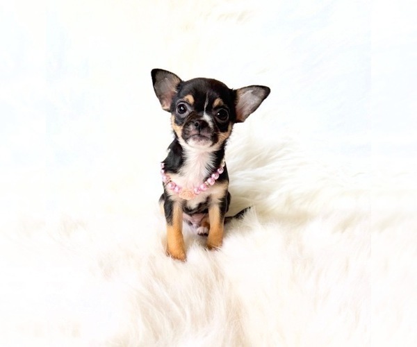 Medium Photo #9 Chihuahua Puppy For Sale in SACRAMENTO, CA, USA