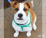 Small #3 Boxer Mix