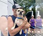 Small #1 Pug Mix