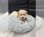 Small #1 Mutt