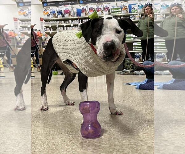 Medium Photo #10 Great Dane-Unknown Mix Puppy For Sale in Spotsylvania, VA, USA