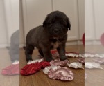 Puppy Puppy 3 Mastiff-Pyrenean Mastiff Mix