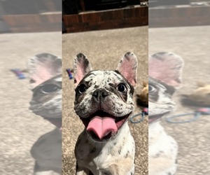 French Bulldog Puppy for sale in FARMINGTON, MO, USA