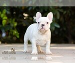 Small Photo #1 French Bulldog Puppy For Sale in Szeged, Csongrad, Hungary