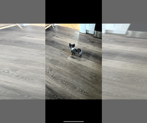 Chihuahua Puppy for sale in NILES, MI, USA