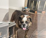Small Bulldog
