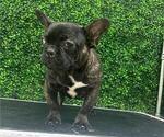 Small Photo #25 French Bulldog Puppy For Sale in PARADISE VALLEY, AZ, USA