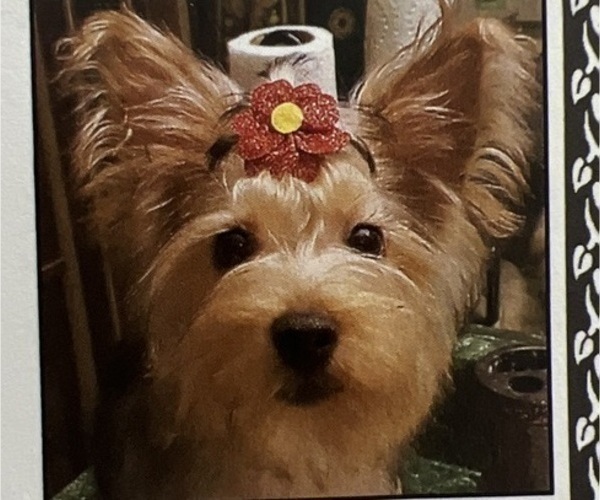 Medium Photo #1 Yorkshire Terrier Puppy For Sale in SAVANNAH, GA, USA