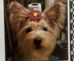 Small Photo #1 Yorkshire Terrier Puppy For Sale in SAVANNAH, GA, USA