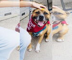 Small #2 Boxer-Staffordshire Bull Terrier Mix