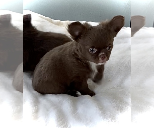 Medium Photo #10 Chihuahua Puppy For Sale in CHESAPEAKE, VA, USA