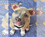 Clyde (puppy) - Male Mutt Dog for Adoption - Small photo