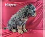 Small Photo #10 Bernedoodle Puppy For Sale in CANON CITY, CO, USA