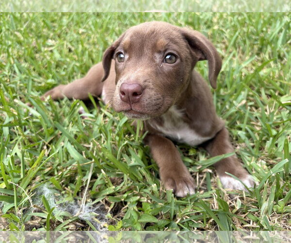 Medium Photo #1 Labrador Retriever-Unknown Mix Puppy For Sale in Royal Palm Beach, FL, USA