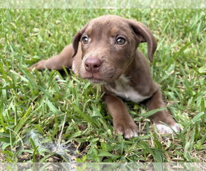 Labrador Retriever-Unknown Mix Dogs for adoption in Royal Palm Beach, FL, USA