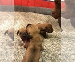 Small Photo #3 America Bandogge Mastiff-American Bandogge Mix Puppy For Sale in MONTROSS, VA, USA