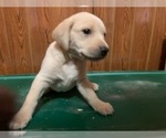 Small Photo #7 Labrador Retriever Puppy For Sale in WOODBRIDGE, CT, USA