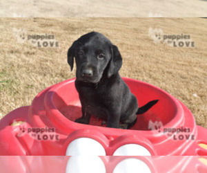 Labrador Retriever Puppy for sale in SANGER, TX, USA