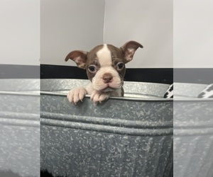 Boston Terrier Puppy for sale in CHILLICOTHE, OH, USA