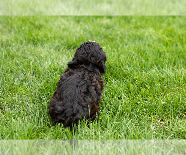 Medium Photo #7 Shih-Poo Puppy For Sale in NAPPANEE, IN, USA