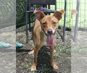 Mutt Dogs for adoption in Abbeville, LA, USA