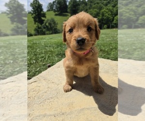 Golden Retriever Puppy for sale in WILLIAMSTOWN, KY, USA