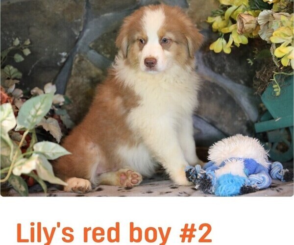 Medium Photo #2 Australian Shepherd Puppy For Sale in WESTFIELD, MA, USA