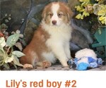 Small #1 Australian Shepherd
