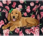Small Photo #8 Golden Retriever Puppy For Sale in OXFORD, PA, USA