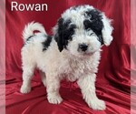 Puppy Rowan Bernedoodle (Miniature)