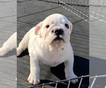 Puppy Puppy 4 English Bulldog