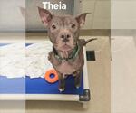 Small American Pit Bull Terrier