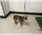Small French Bulldog