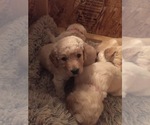 Small Photo #14 Goldendoodle Puppy For Sale in STILLMAN VALLEY, IL, USA