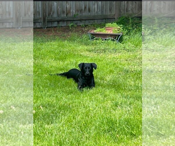 Medium Photo #3 Labrador Retriever-Unknown Mix Puppy For Sale in Wheaton, IL, USA