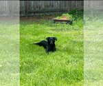 Small #2 Labrador Retriever Mix