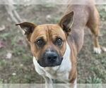 Small American Pit Bull Terrier Mix