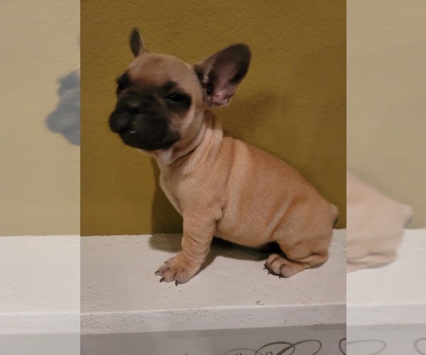 Medium Photo #2 French Bulldog Puppy For Sale in FRESNO, CA, USA