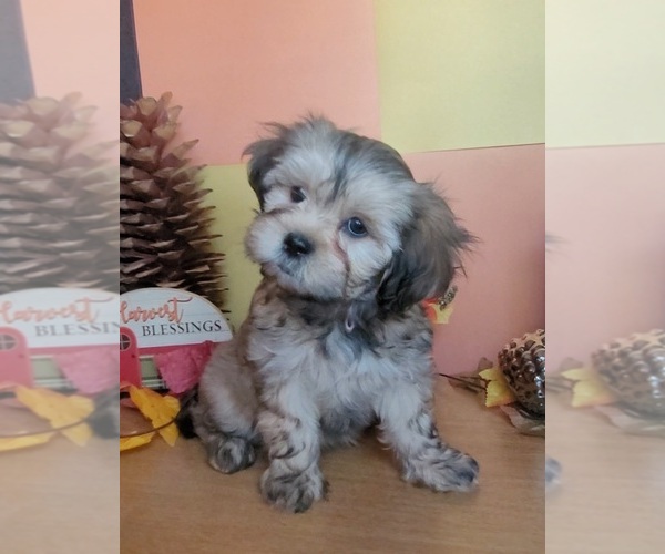 Medium Photo #6 Lhasa Apso Puppy For Sale in PHOENIX, AZ, USA