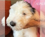 Small #4 Old English Sheepdog