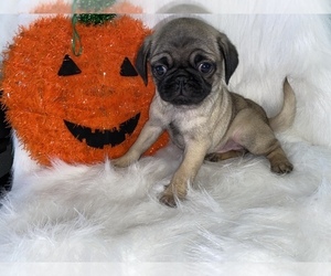 Pug Puppy for sale in BEECH GROVE, IN, USA