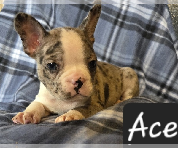 Medium Photo #3 Faux Frenchbo Bulldog Puppy For Sale in POMEROY, OH, USA