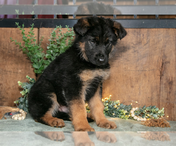Medium Photo #10 German Shepherd Dog Puppy For Sale in MANTON, MI, USA
