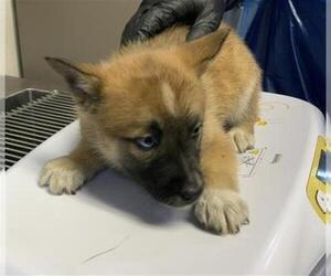 Siberian Husky-Unknown Mix Dogs for adoption in Visalia, CA, USA