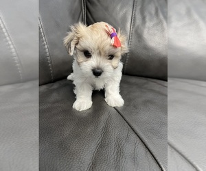 Maltese Puppy for sale in INDIAN TRAIL, NC, USA