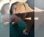 Small Photo #25 American Bully Puppy For Sale in COUDERSPORT, PA, USA
