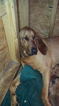 Medium Photo #1 Bloodhound Puppy For Sale in DEATSVILLE, AL, USA