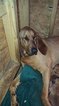 Small Photo #1 Bloodhound Puppy For Sale in DEATSVILLE, AL, USA